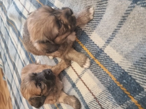 Bichon Havanez 8 aaptamani - imagine 2 Bichon Havanez 8 aaptamani - imagine 2