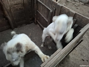  câine cangal și cățea ciobănesc