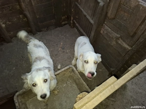  donație câine cangal și cățea ciobănesc - imagine 4