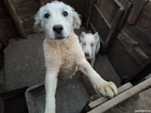  donație câine cangal și cățea ciobănesc - imagine 3