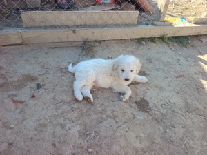 Pui Ciobanesc mioritic 