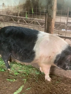 Porci grași bazna  - imagine 3