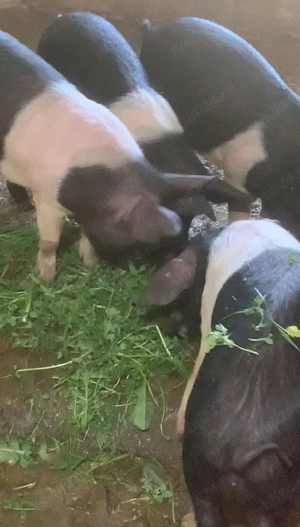 Porci grași bazna  - imagine 4