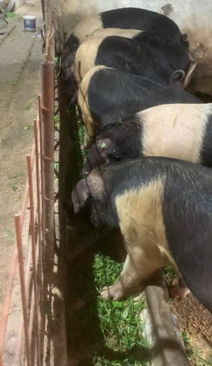 Porci grași bazna și Mangalita