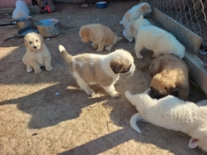 Pui Ciobanesc mioritic  - imagine 5