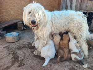 Pui Ciobanesc mioritic  - imagine 3
