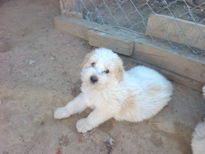 Pui Ciobanesc mioritic 