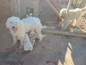 Pui Ciobanesc mioritic  - imagine 4