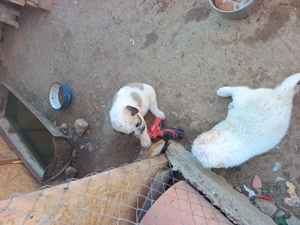 Pui Ciobanesc mioritic  - imagine 2