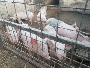 Vand purcei Pietran Landrace - imagine 2