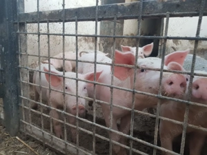 Vand purcei Pietran Landrace - imagine 4