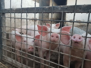 Vand purcei Pietran Landrace - imagine 3