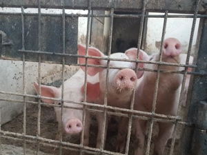 Vand purcei Pietran Landrace - imagine 5