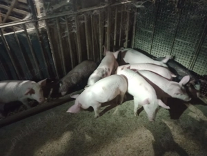 Purcei de vanzare - imagine 3