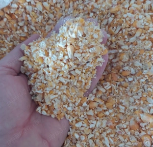 Spartura de porumb romanesc 