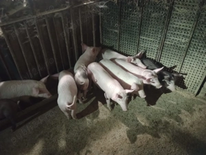 Purcei de vanzare - imagine 4