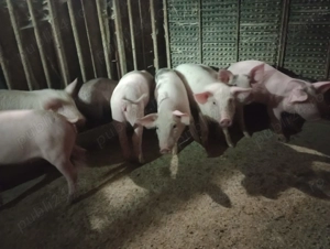 Purcei de vanzare - imagine 2