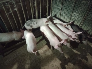 Purcei de vanzare - imagine 5