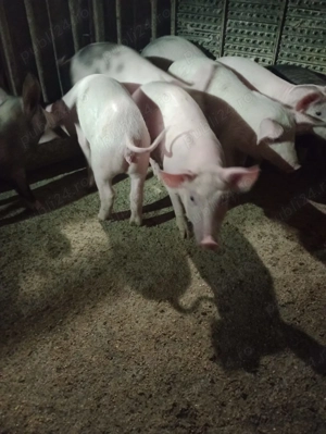 Purcei de vanzare - imagine 6