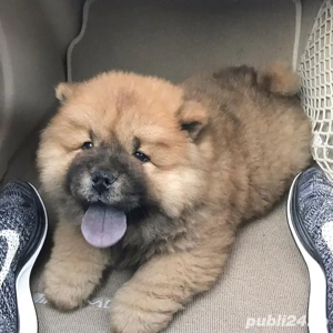 Chow chow  - imagine 3