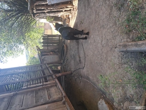 cane corso cu pedigree - imagine 2