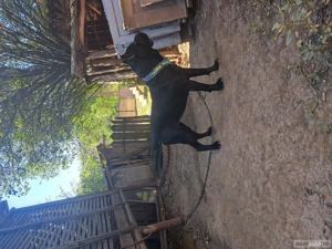 cane corso cu pedigree - imagine 4