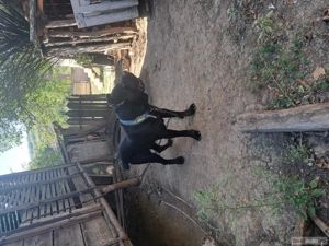 cane corso cu pedigree