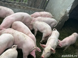 purcei de 8 saptamani