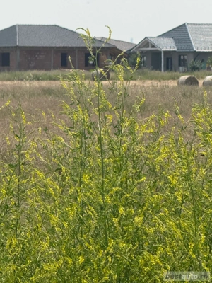 Vand teren intrevilan in Sacalaz - imagine 6