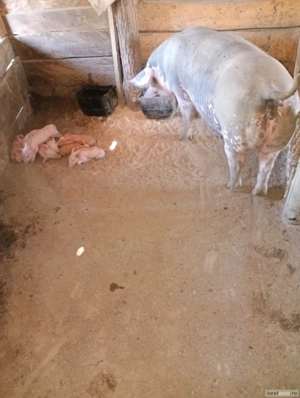 Vând purcea pietreană cu 8 purcei. - imagine 3 Vând purcea pietreană cu 8 purcei. - imagine 3