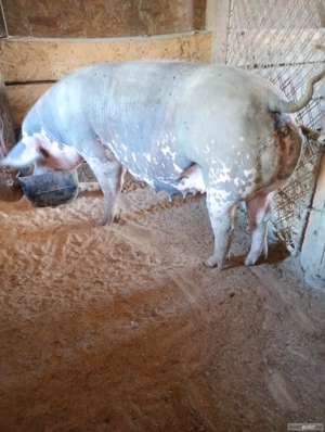 Vând purcea pietreană cu 8 purcei. - imagine 2 Vând purcea pietreană cu 8 purcei. - imagine 2