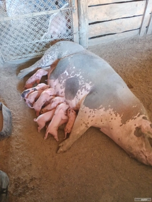 Vând purcea pietreană cu 8 purcei. - imagine 4 Vând purcea pietreană cu 8 purcei. - imagine 4