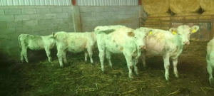 Vitele Charolaise - imagine 2