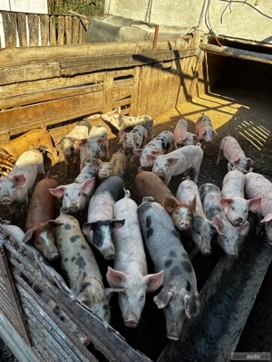 Vand purcei - imagine 2 Vand purcei - imagine 2