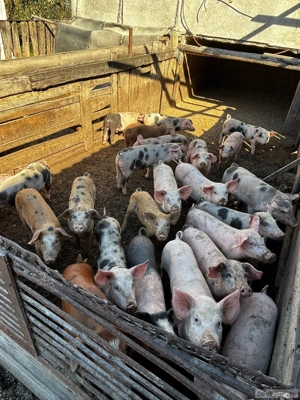 Vand purcei - imagine 4 Vand purcei - imagine 4