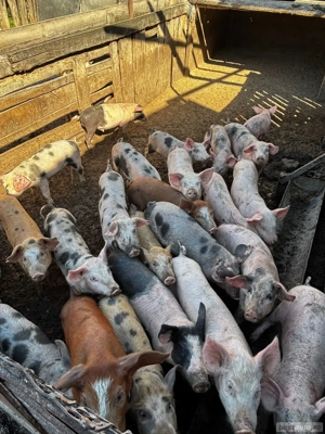 Vand purcei - imagine 3 Vand purcei - imagine 3