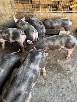 Vind purcei pietrain.