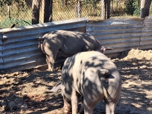 Porci Pietrean - imagine 2