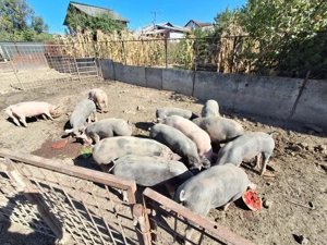 Porci Pietrean - imagine 3