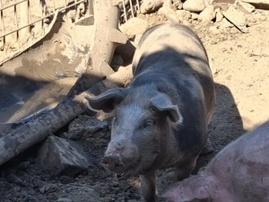 Porci Pietrean - imagine 5