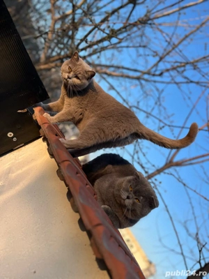 British fetita Craiova - imagine 3 British fetita Craiova - imagine 3