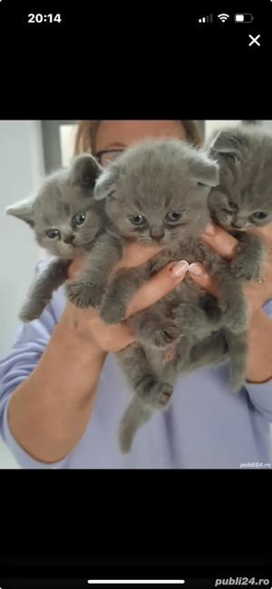 British fetita Craiova - imagine 2 British fetita Craiova - imagine 2