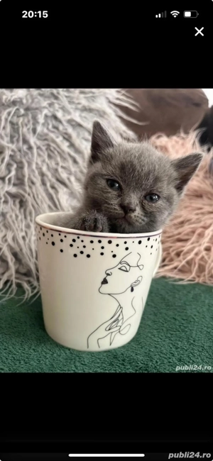 British fetita Craiova