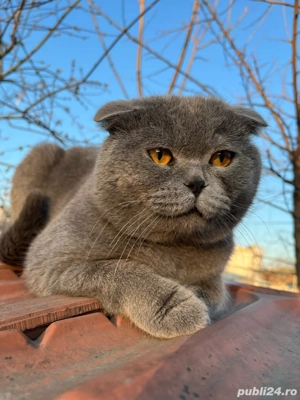 British fetita Craiova - imagine 5 British fetita Craiova - imagine 5