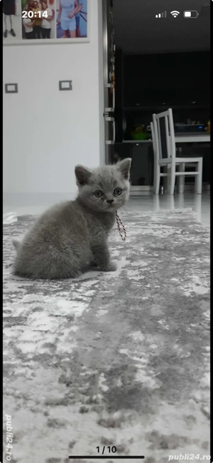 British fetita Craiova - imagine 4 British fetita Craiova - imagine 4