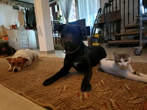 Dresaj si socializare - imagine 2