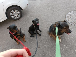 Dresaj si socializare - imagine 3