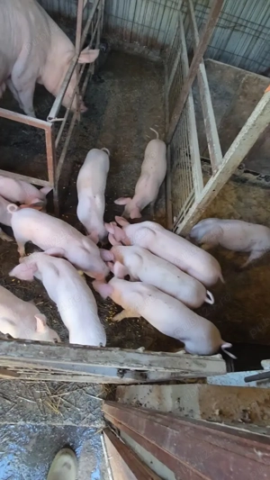 Vând purcei 10 săptămâni  - imagine 2