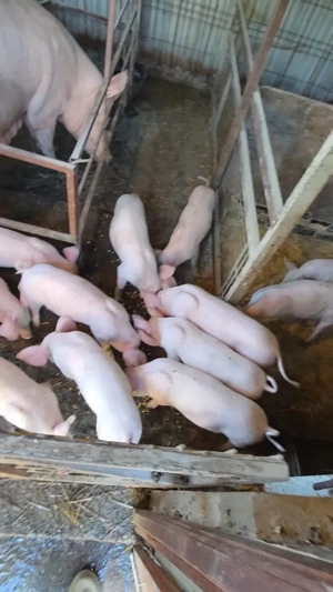 Vând purcei 10 săptămâni 