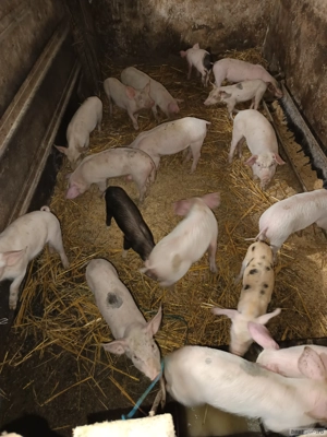 Purcei de vânzare. - imagine 2